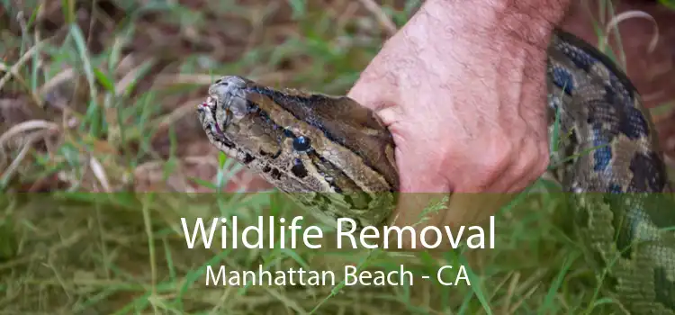 Wildlife Removal Manhattan Beach - CA
