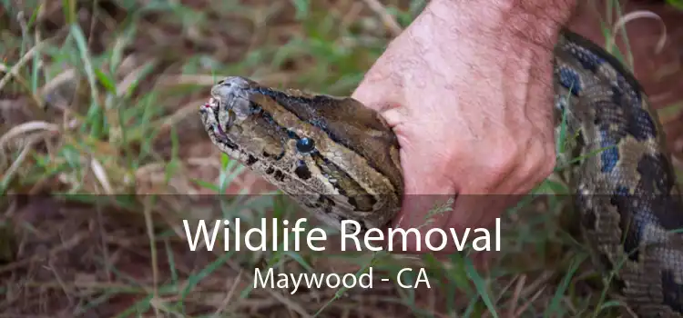 Wildlife Removal Maywood - CA