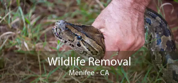 Wildlife Removal Menifee - CA