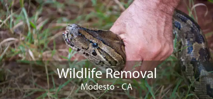 Wildlife Removal Modesto - CA