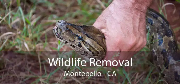 Wildlife Removal Montebello - CA