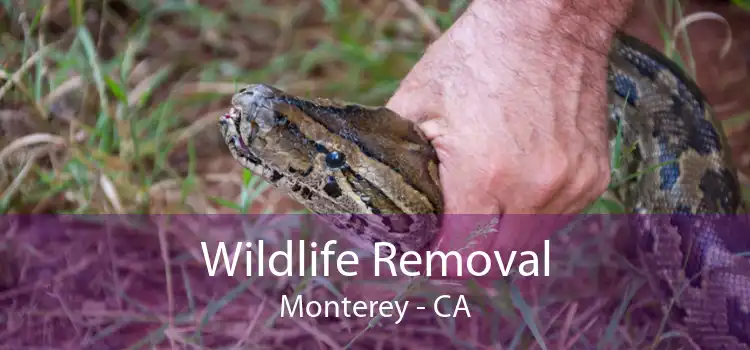 Wildlife Removal Monterey - CA
