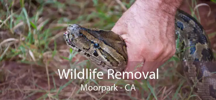 Wildlife Removal Moorpark - CA