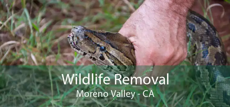 Wildlife Removal Moreno Valley - CA
