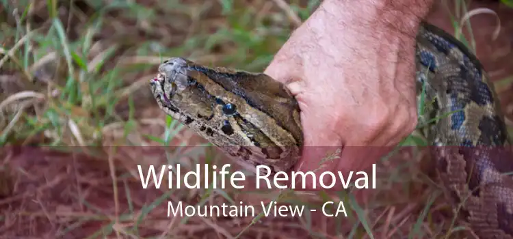 Wildlife Removal Mountain View - CA
