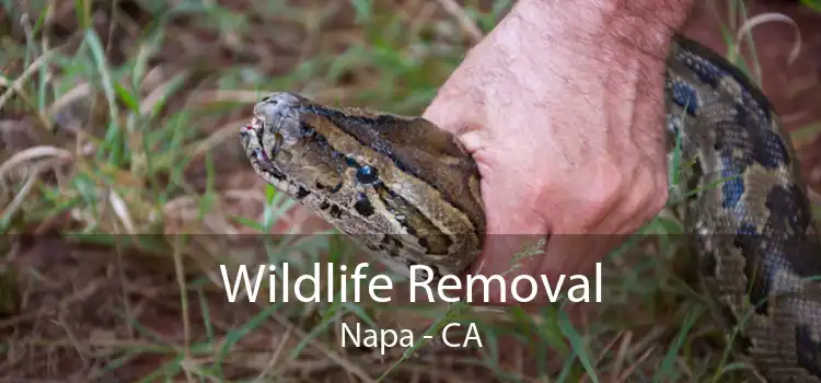 Wildlife Removal Napa - CA