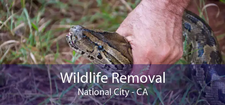 Wildlife Removal National City - CA