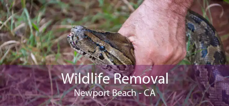 Wildlife Removal Newport Beach - CA