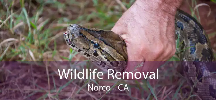 Wildlife Removal Norco - CA
