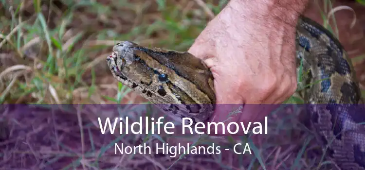 Wildlife Removal North Highlands - CA