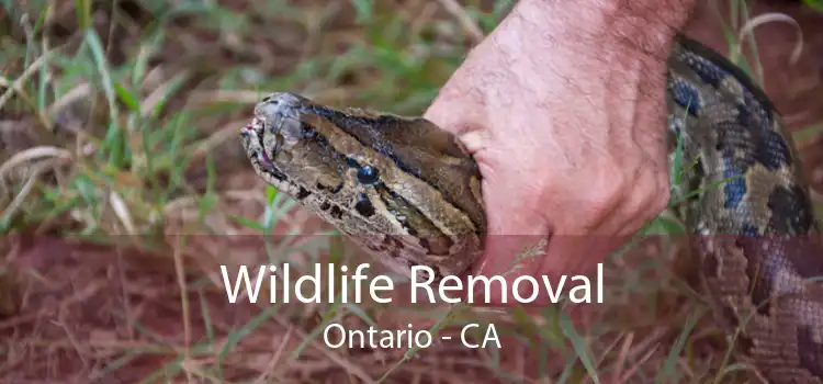 Wildlife Removal Ontario - CA