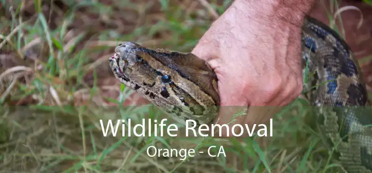 Wildlife Removal Orange - CA