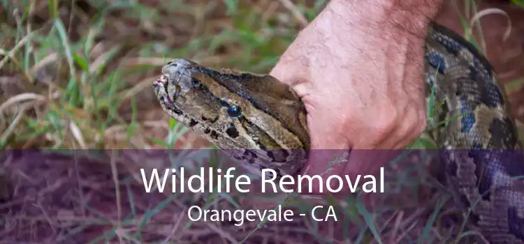 Wildlife Removal Orangevale - CA