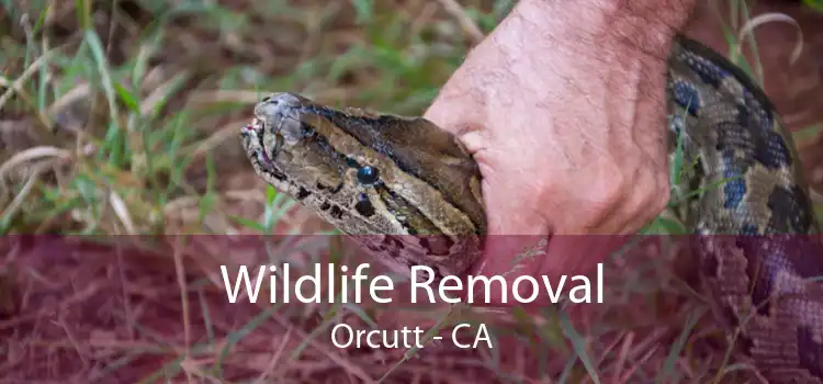 Wildlife Removal Orcutt - CA