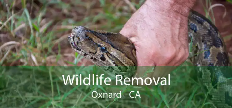 Wildlife Removal Oxnard - CA