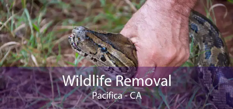 Wildlife Removal Pacifica - CA