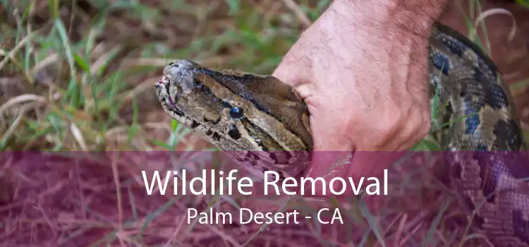 Wildlife Removal Palm Desert - CA