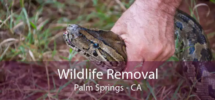 Wildlife Removal Palm Springs - CA