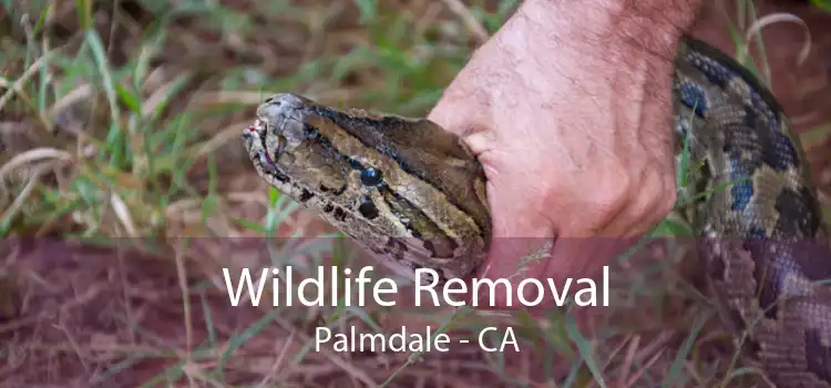 Wildlife Removal Palmdale - CA