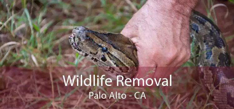 Wildlife Removal Palo Alto - CA