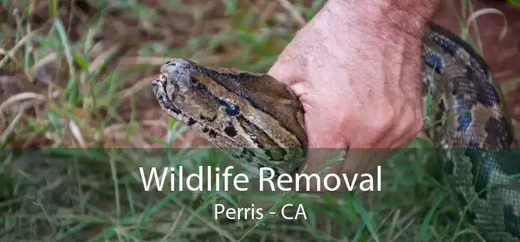 Wildlife Removal Perris - CA