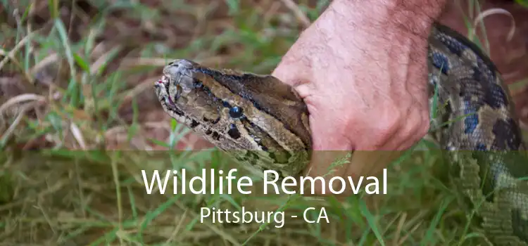 Wildlife Removal Pittsburg - CA