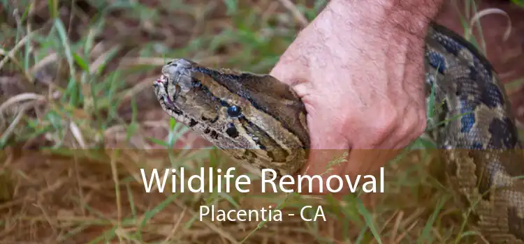 Wildlife Removal Placentia - CA