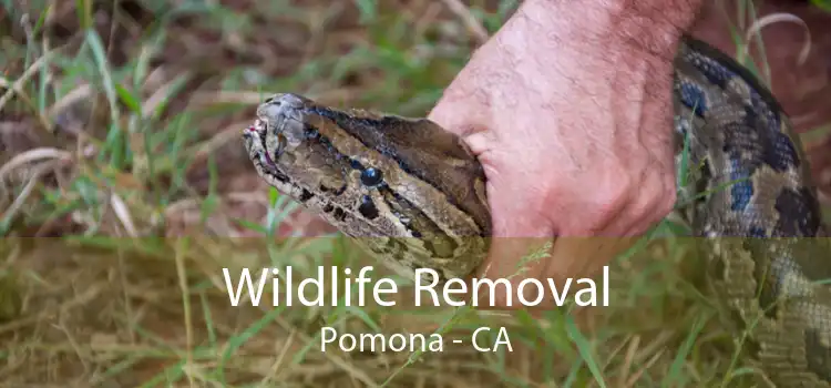 Wildlife Removal Pomona - CA