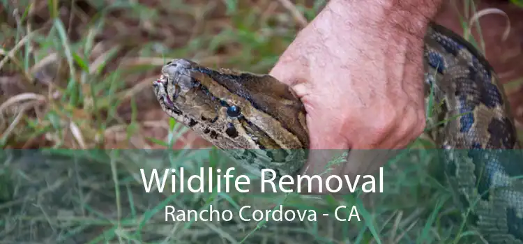 Wildlife Removal Rancho Cordova - CA