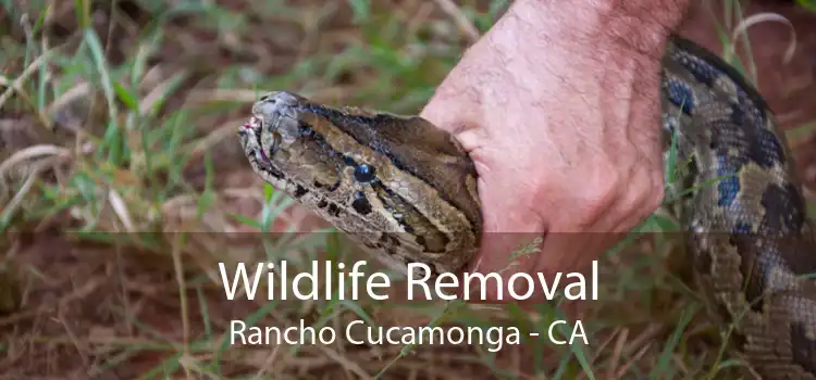 Wildlife Removal Rancho Cucamonga - CA