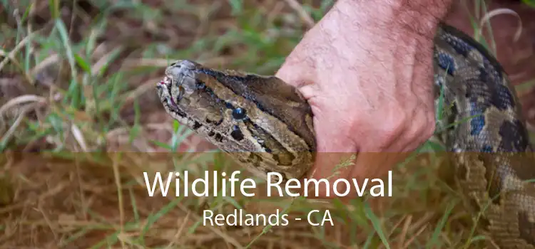 Wildlife Removal Redlands - CA