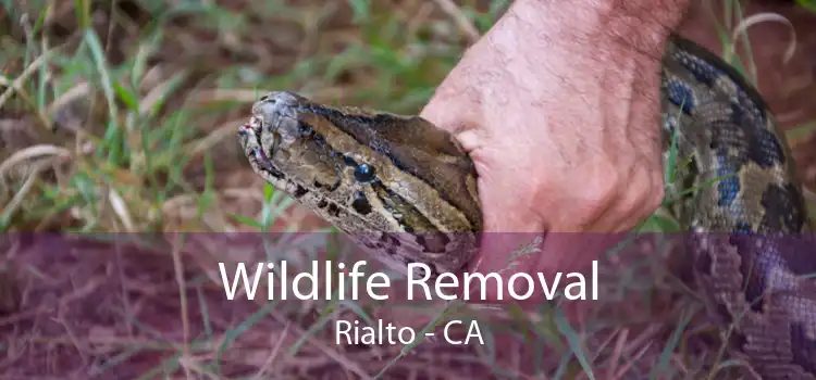 Wildlife Removal Rialto - CA