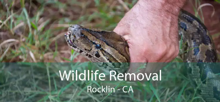 Wildlife Removal Rocklin - CA