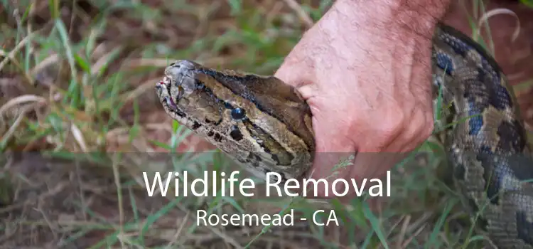 Wildlife Removal Rosemead - CA