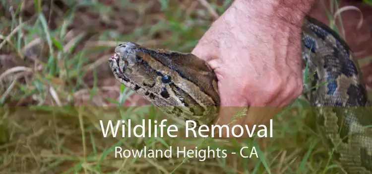 Wildlife Removal Rowland Heights - CA
