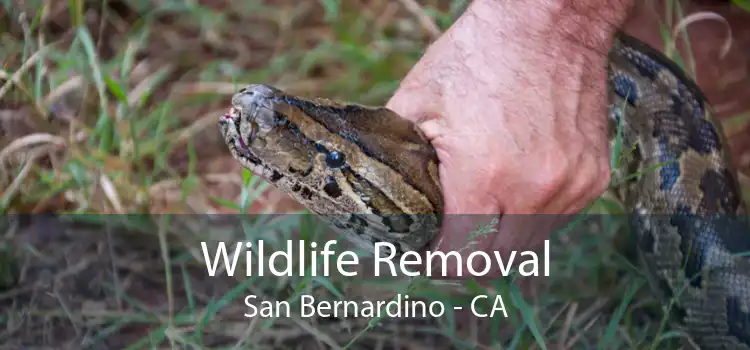 Wildlife Removal San Bernardino - CA