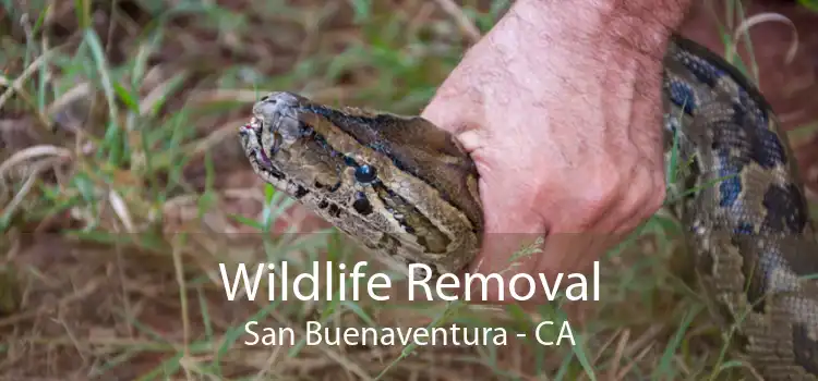 Wildlife Removal San Buenaventura - CA