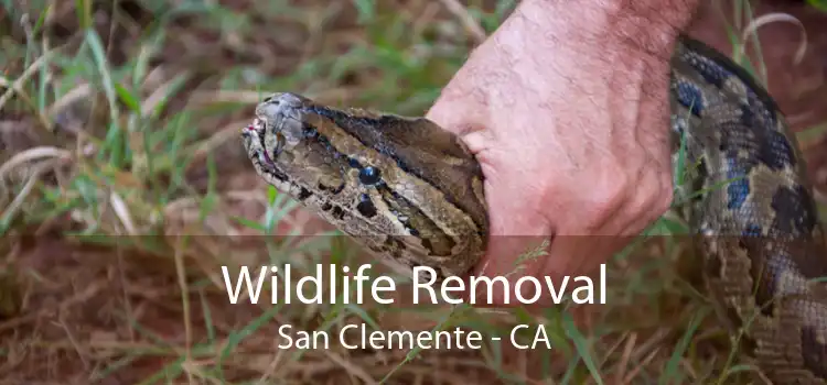 Wildlife Removal San Clemente - CA