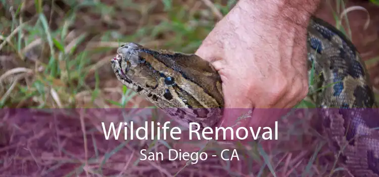 Wildlife Removal San Diego - CA