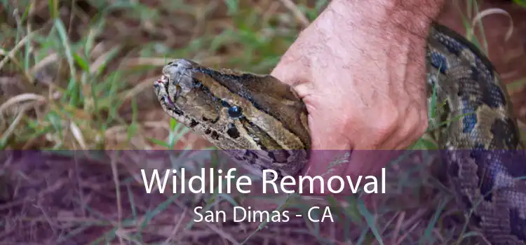 Wildlife Removal San Dimas - CA
