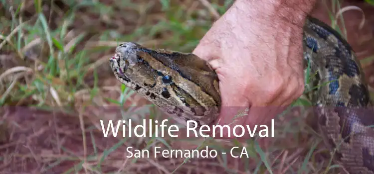 Wildlife Removal San Fernando - CA