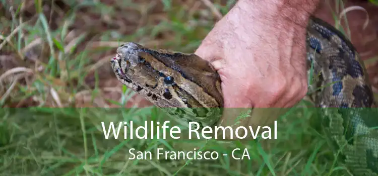 Wildlife Removal San Francisco - CA