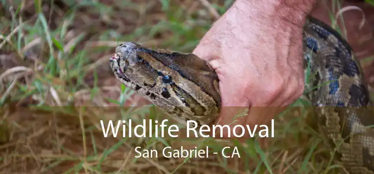 Wildlife Removal San Gabriel - CA