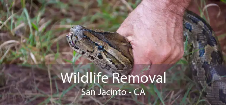 Wildlife Removal San Jacinto - CA