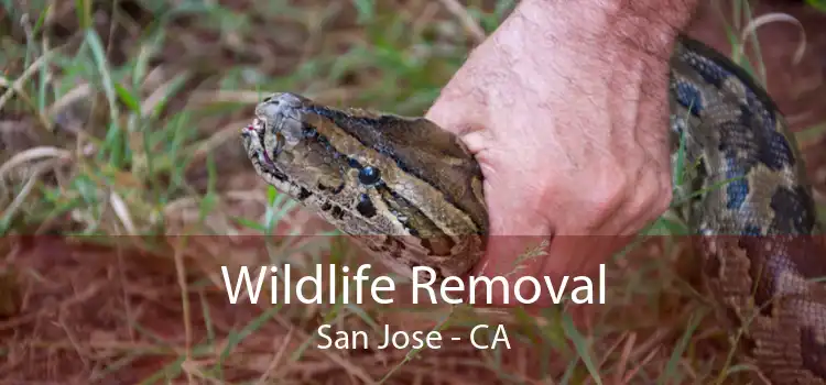 Wildlife Removal San Jose - CA