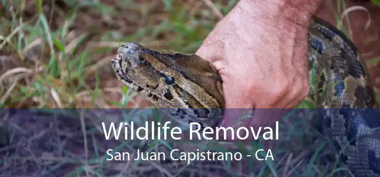 Wildlife Removal San Juan Capistrano - CA