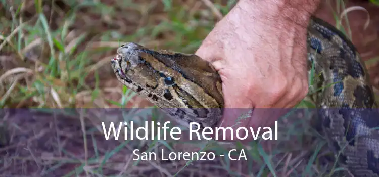 Wildlife Removal San Lorenzo - CA