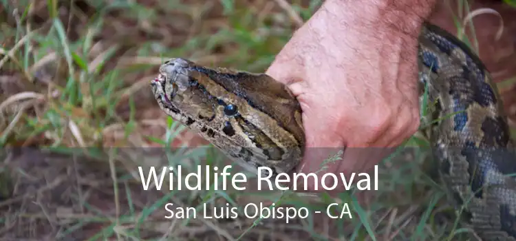 Wildlife Removal San Luis Obispo - CA
