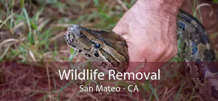 Wildlife Removal San Mateo - CA