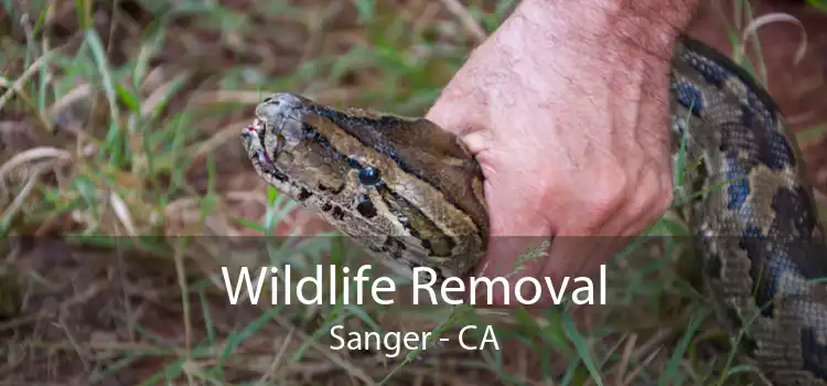 Wildlife Removal Sanger - CA